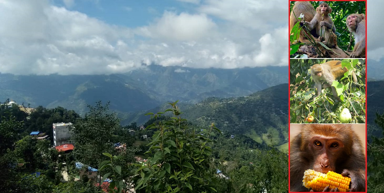 ओखलढुङ्गामा बाँदरको बास, गाउँका फलफूल सत्यानाश 