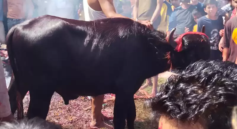 राँगोको मार हान्न तीन लाख १५ हजारको बोलकबोल !
