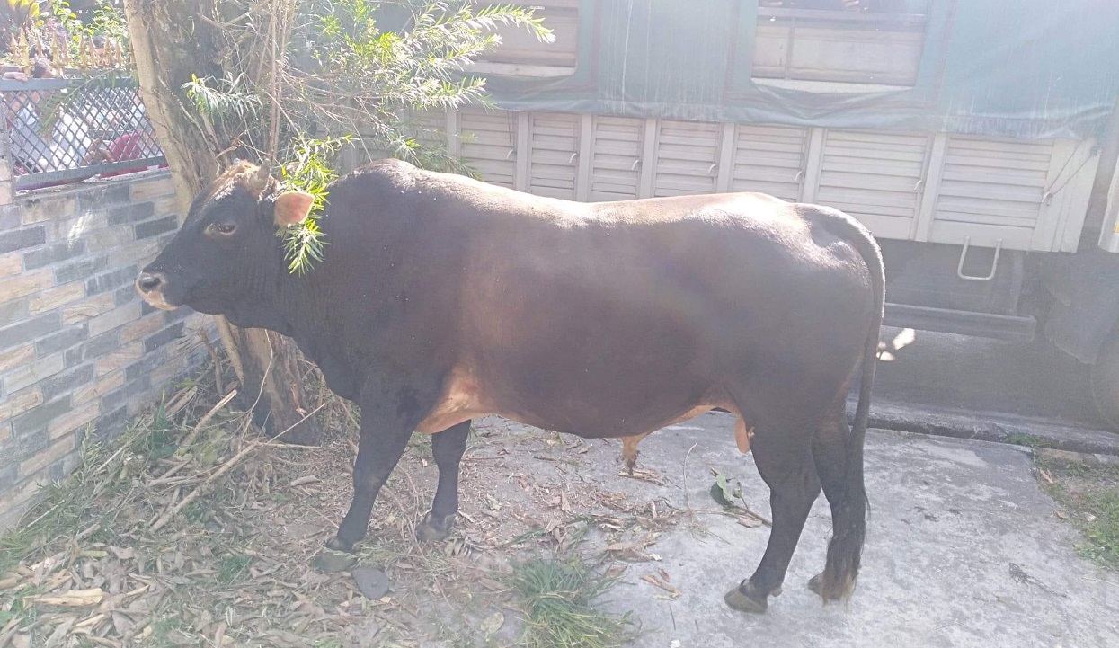 पोखरामा साँढेको आक्रमणबाट ३ जना घाइते, प्रहरीले समातेर गरिदियो बन्ध्याकरण