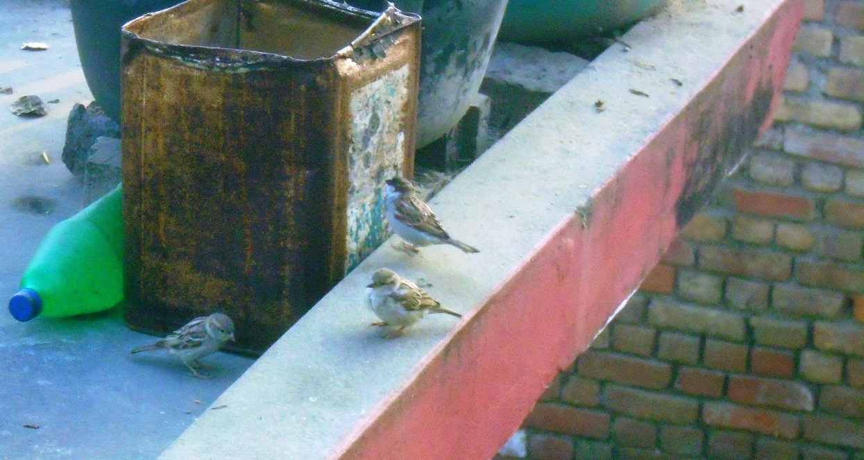 कता हराए चिरबिर गर्ने भँगेरा ?