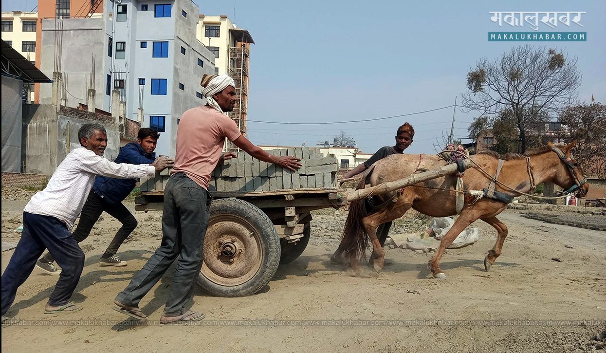 इँटाभट्टाका खच्चडको संघर्षशील जीवन (फाेटाेसहित)