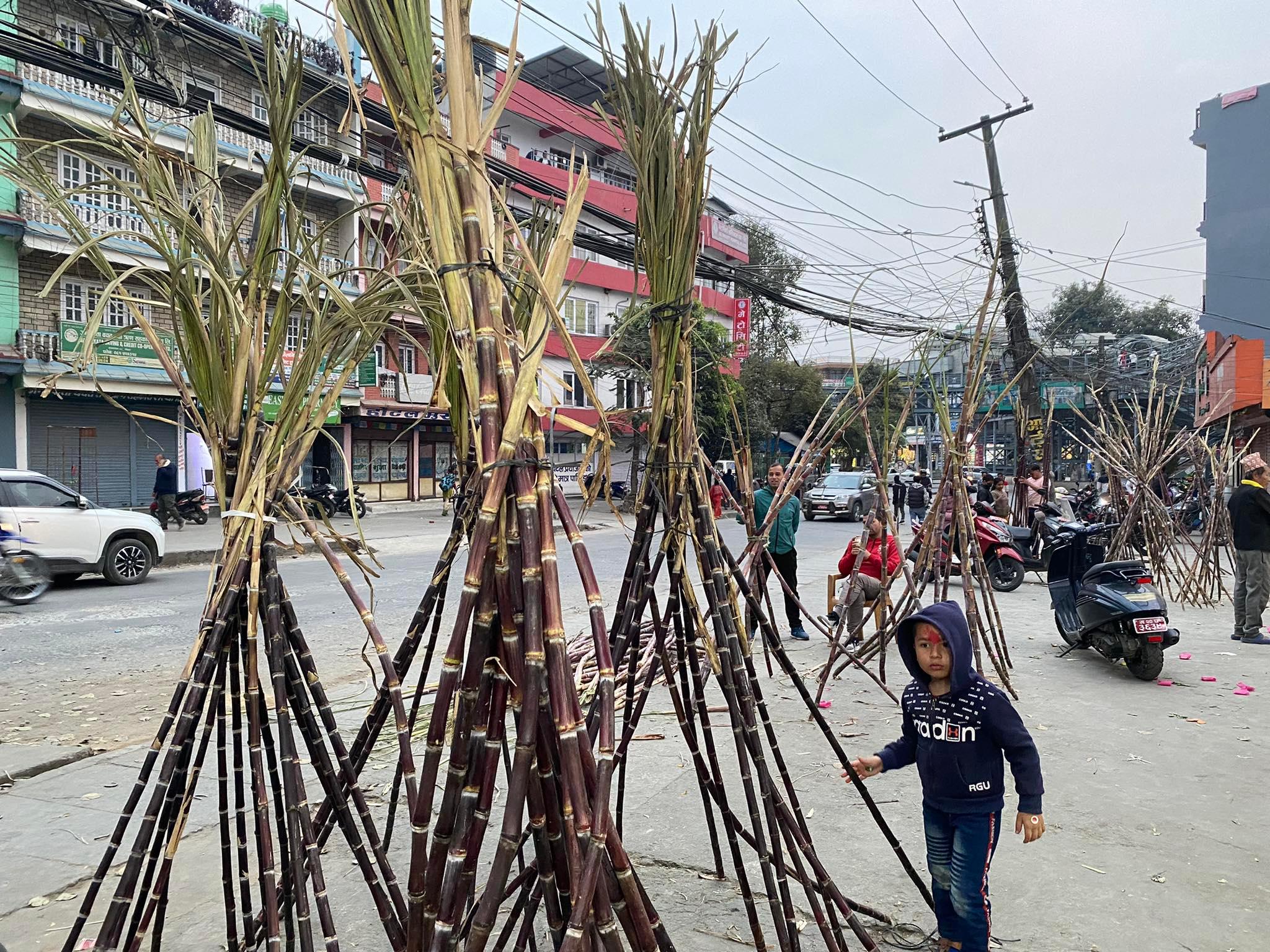 पोखरामा महाशिवरात्रिको दिन खान राखिएको उखु  (तस्बिरहरू)     