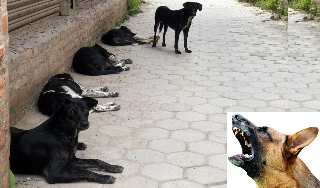 कुकुरलाई ‘रेबिज खोप’ लगाएको छ वा छैन कसरी थाहा पाउने ?