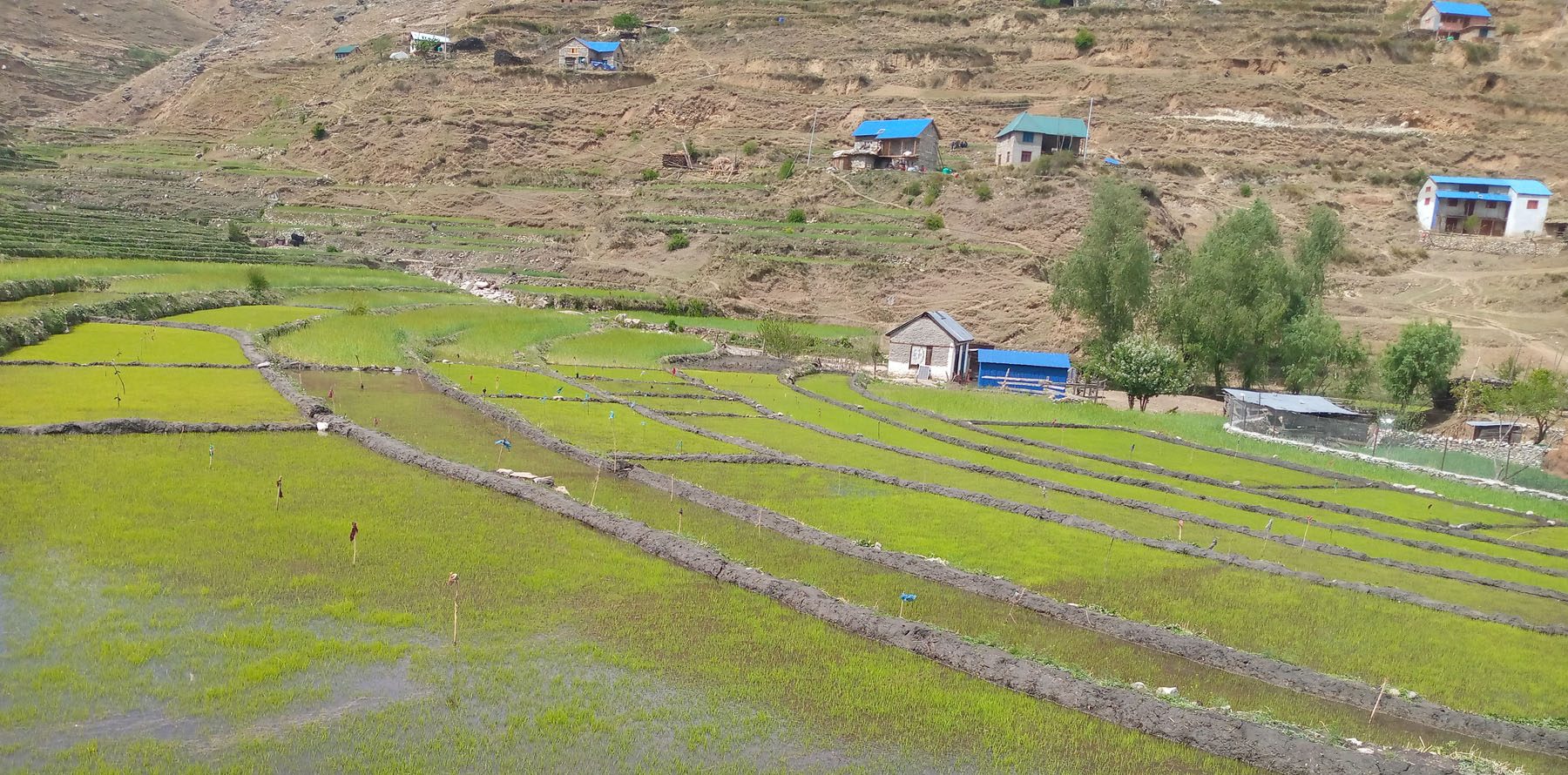जुम्लामा सिँचाइका लागि कुलो निर्माण भएपछि किसानलाई सहज