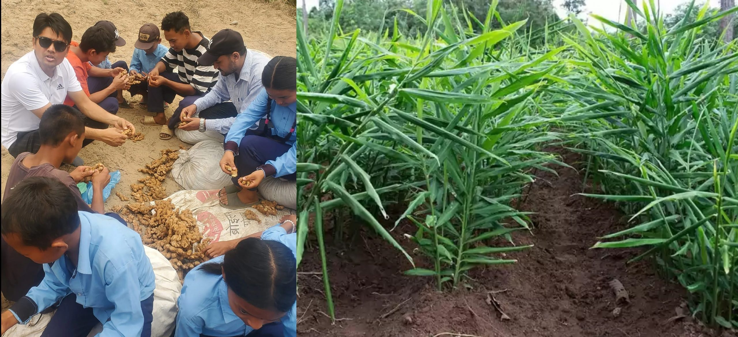 पढ्दै कमाउँदै : अदुवा खेतीमा विद्यार्थी