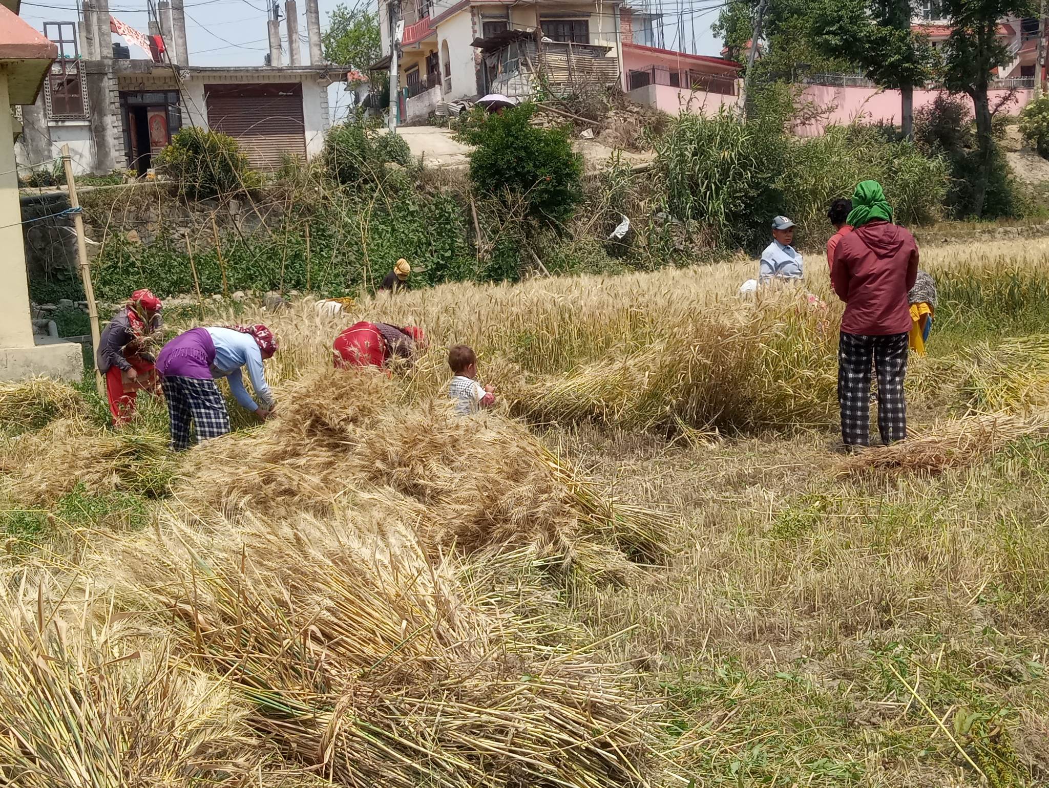 भक्तपुरका किसानलाई गहुँ काट्ने चटाराे (तस्बिरसहित)