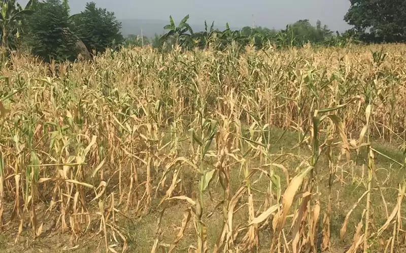 मकैका घोगा कुहिन थालेपछि किसान चिन्तित,क्षतिपूर्तिको माग
