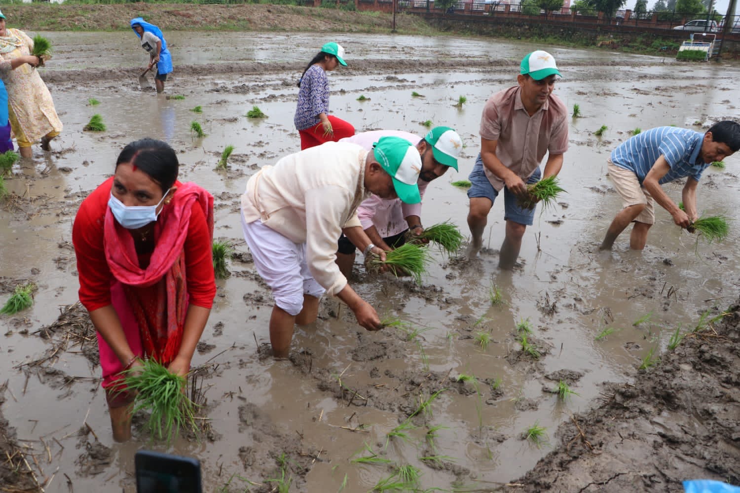 राष्ट्रिय धान दिवसमा कृषि मन्त्री भुसालले रोपे धान (तस्बिरहरु)