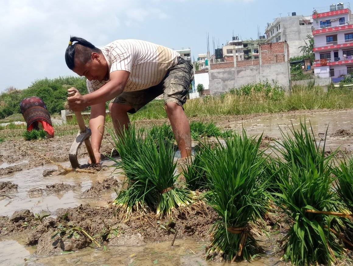 असार लागेसँगै उपत्यकामा रोपाइँ सुरु (तस्बिरहरू)