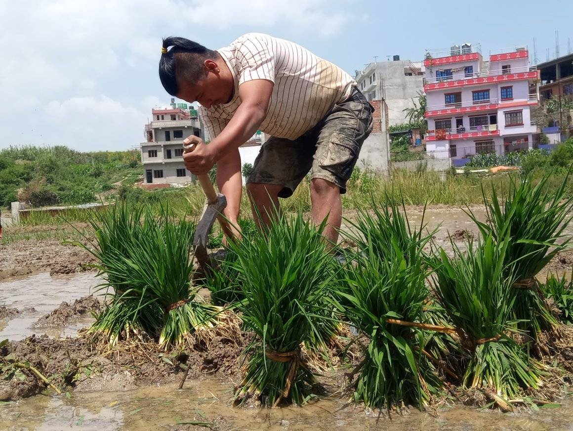 असार लागेसँगै उपत्यकामा रोपाइँ सुरु (तस्बिरहरू)