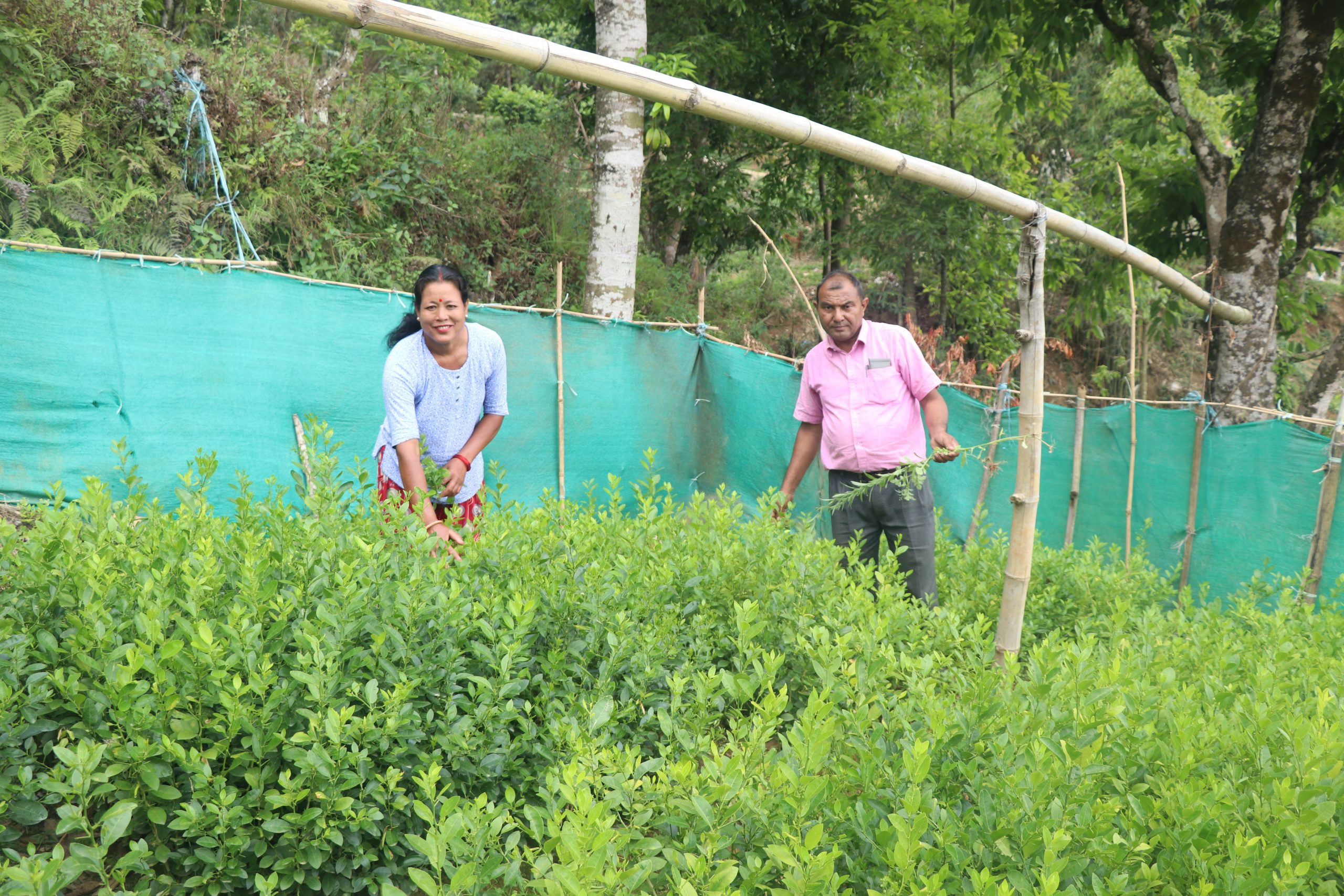 वीरबहादुरको पिडा : बिक्दैनन् फलफूलका बिरुवा