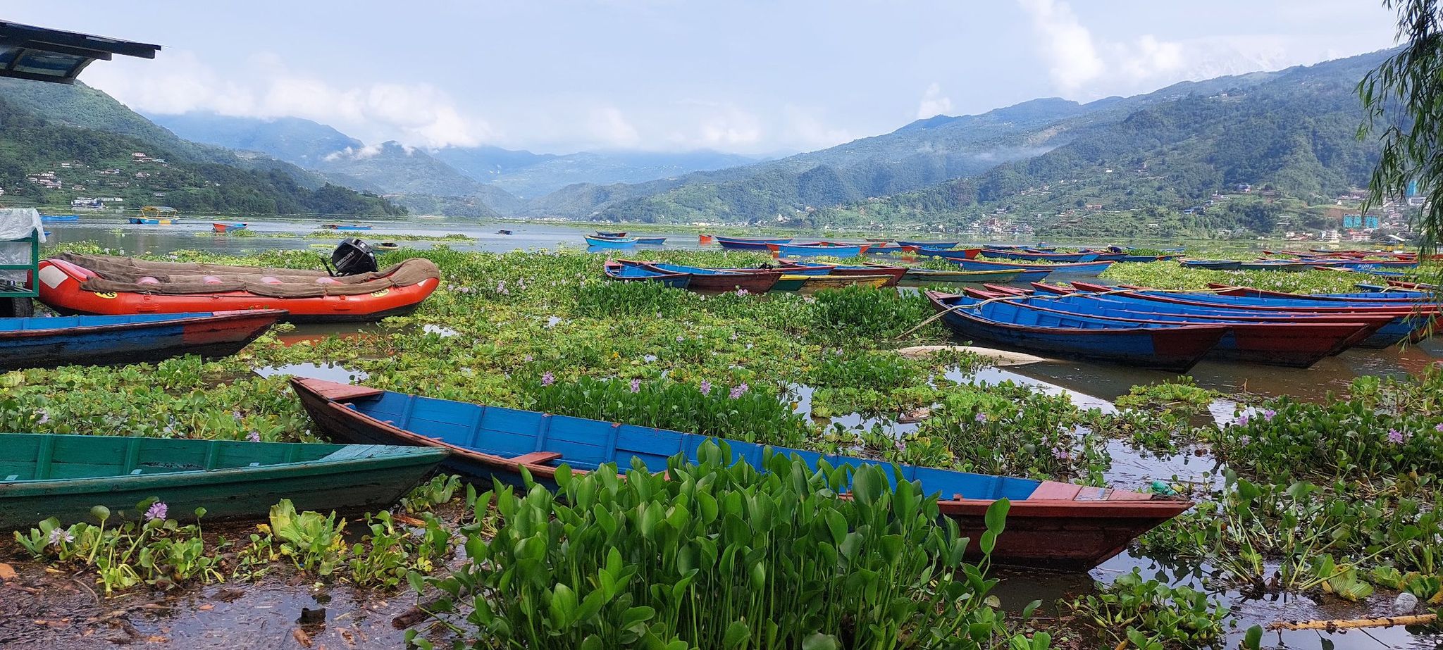 जलकुम्भीले ढाक्यो फेवाताल (तस्बिरहरू)