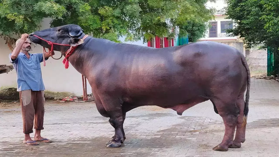 पोखरा महानगरले ५ वटा मुर्रा राँगो ल्याउने