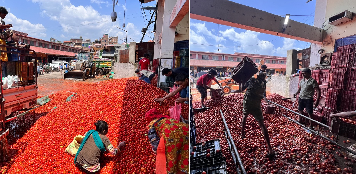 सडकमा गोलभेँडा फाल्ने किसान कि बिचौलिया ?