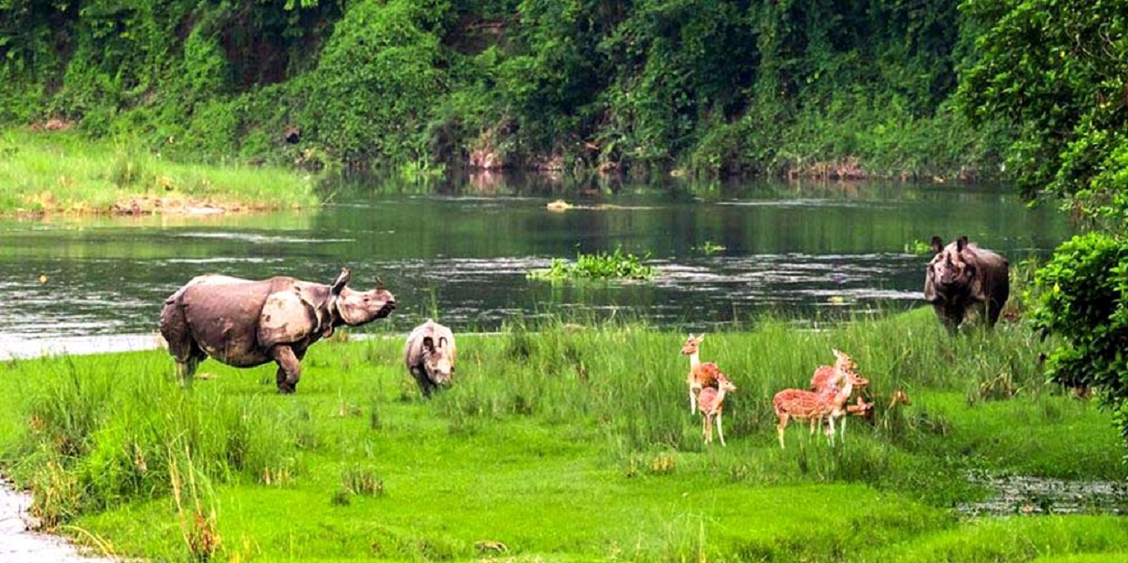 एक वर्षमा ४२ वन्यजन्तुको उद्धार