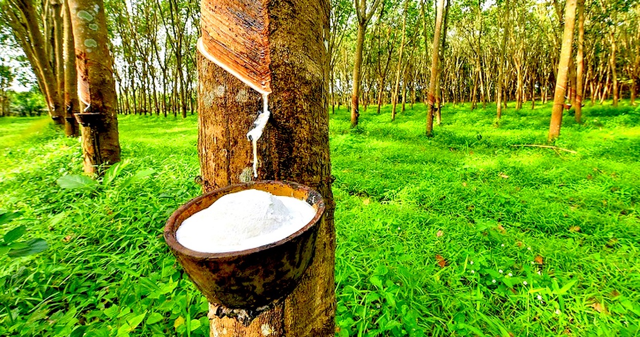 ओझेलमा ‘सेतो सुन’