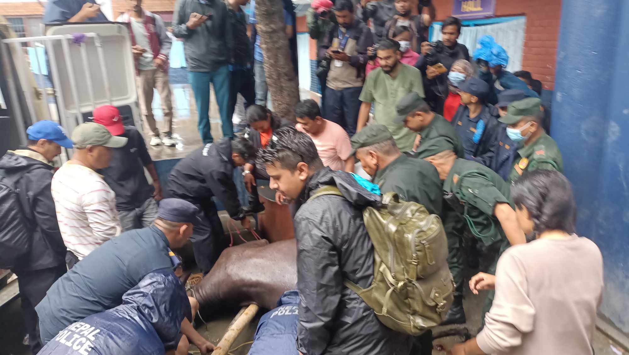 ‘डार्ट गन’ले भैँसी अचेत, उठाउँदै महानगर (तस्बिरहरू)