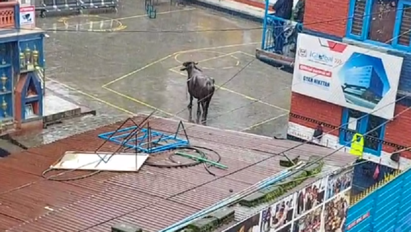 बुद्धनगरमा आतंक मच्चाएको भैँसीलाई हानियो ‘डार्ट गन’, मार हान्न खोज्दा भागेको हुनसक्छ !