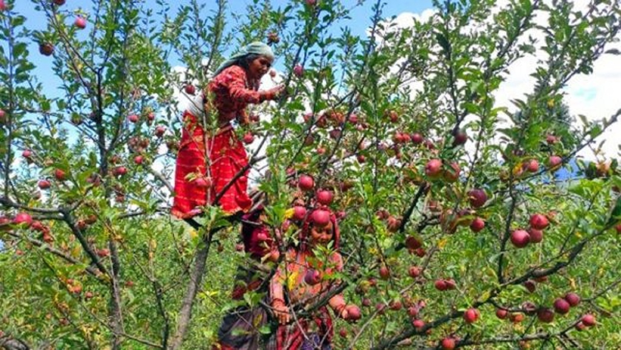 कर्णालीमा स्याउ विकास बोर्ड गठनको तयारी
