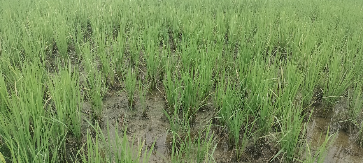 धानबाली : गाँज लाग्ने बेलामा फेद कुहिने समस्या