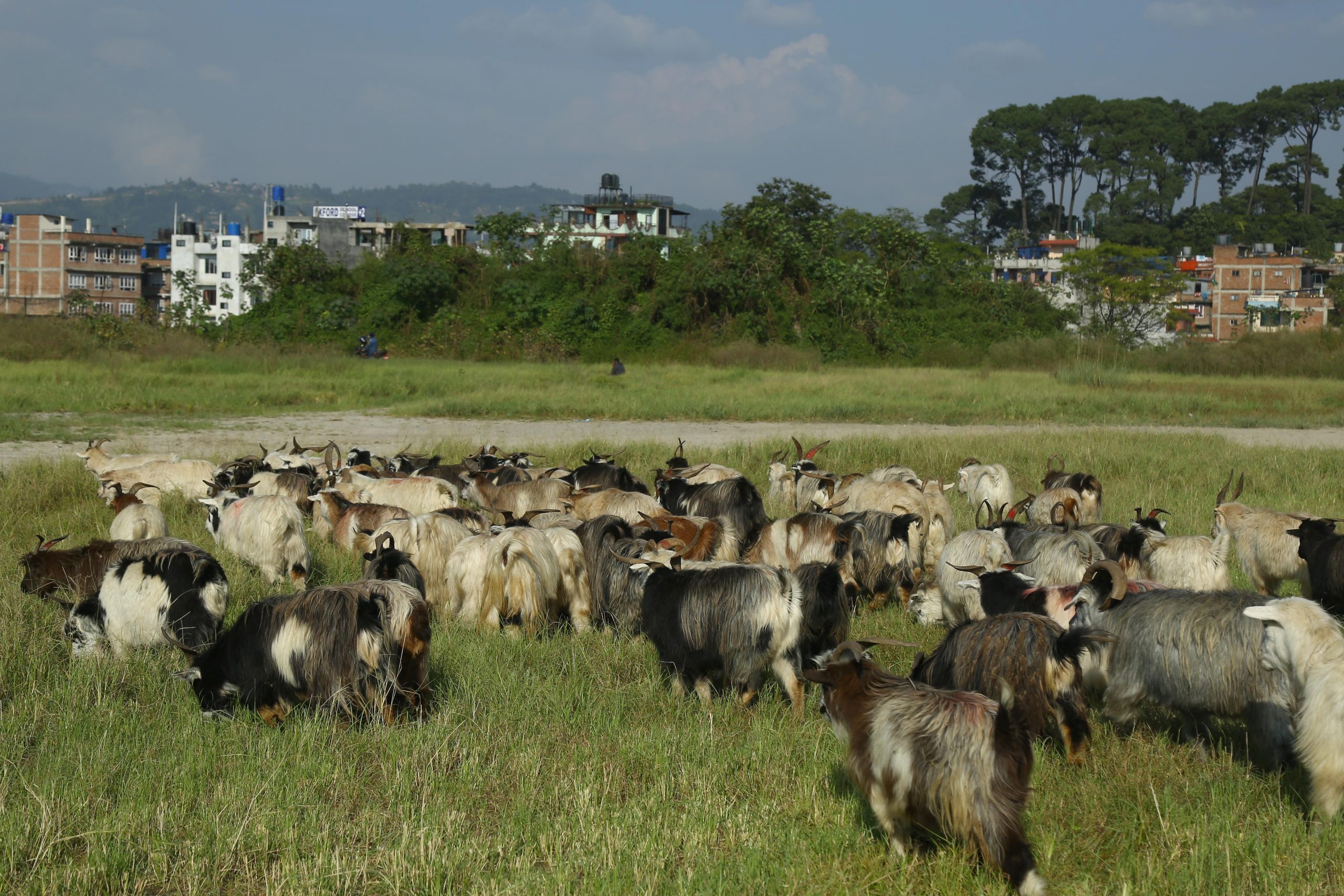 दसैँ सुरु भएसँगै उपत्यकामा भित्रियो च्याङ्ग्रा (तस्बिरहरू)