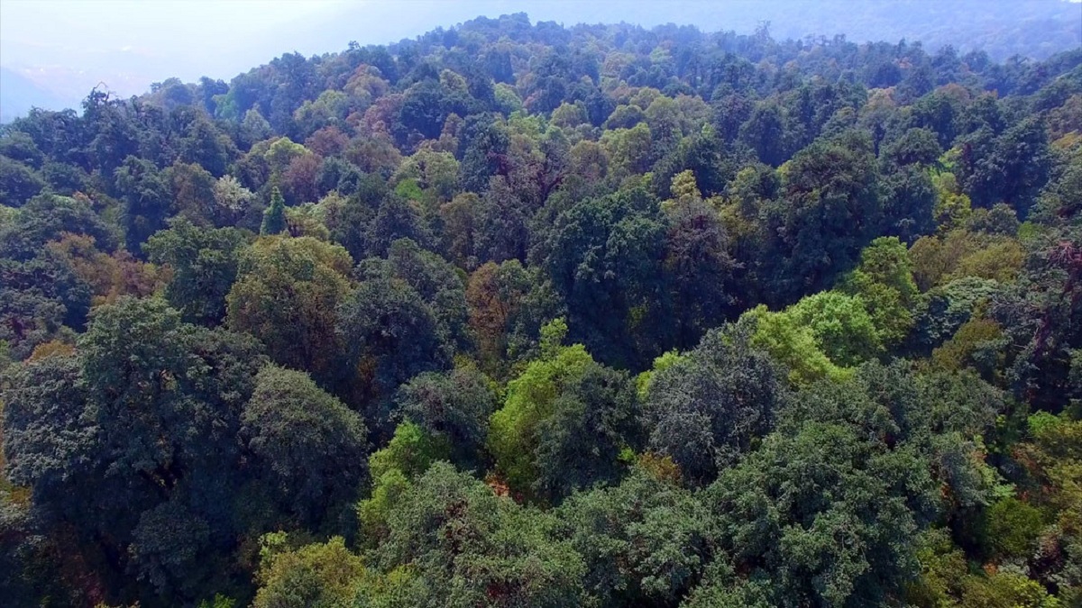 दक्षिण एसियामा वनः नेपाल दोस्रो स्थानमा