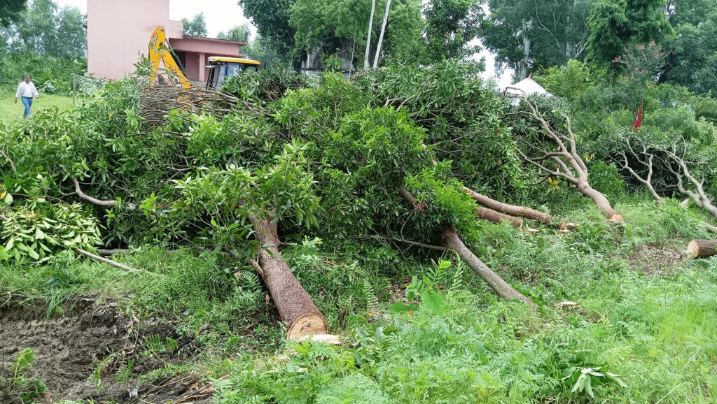 झाडी सफाइका नाममा रुख ढालियो, उद्योग वाणिज्य संघका अध्यक्ष र शिक्षक पक्राउ
