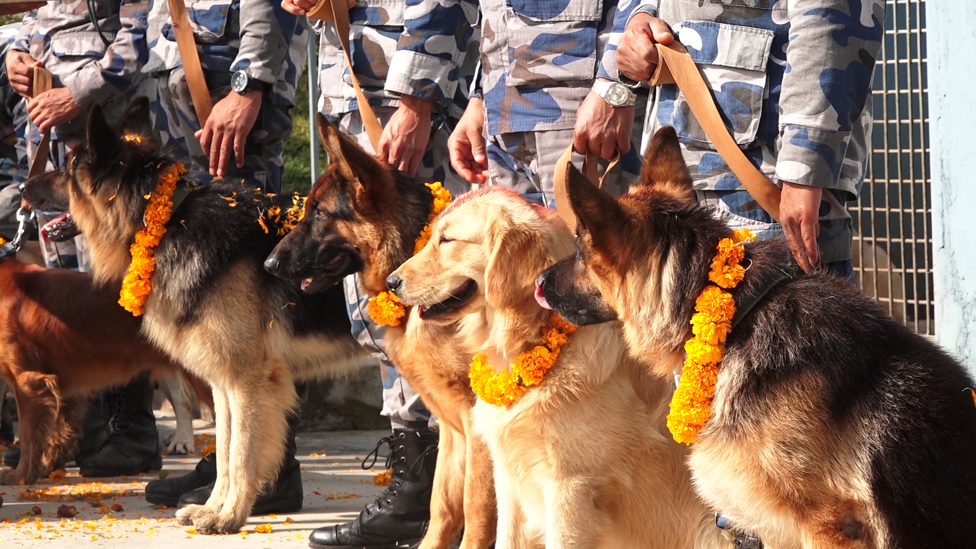 आज कुकुर तिहारः तीन सुरक्षा निकायले कुकुर पूजा गरे