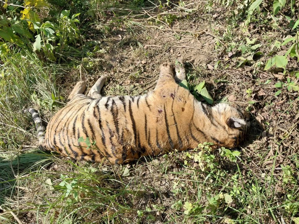 चितवनमा पाटेबाघ मृत फेला, जुँधेर मरेको हुनसक्ने