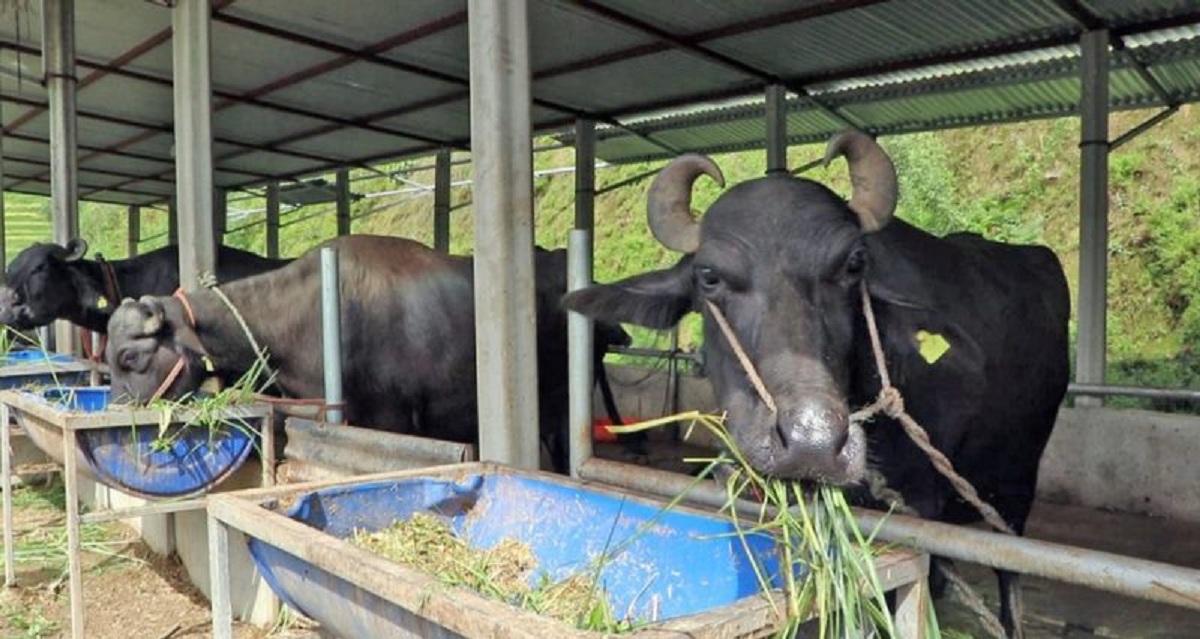 गाईभैँसीको नाकमा डोरी बाँध्ने निर्दयी व्यवहारप्रति सरोकारवालाहरूले चिन्ता