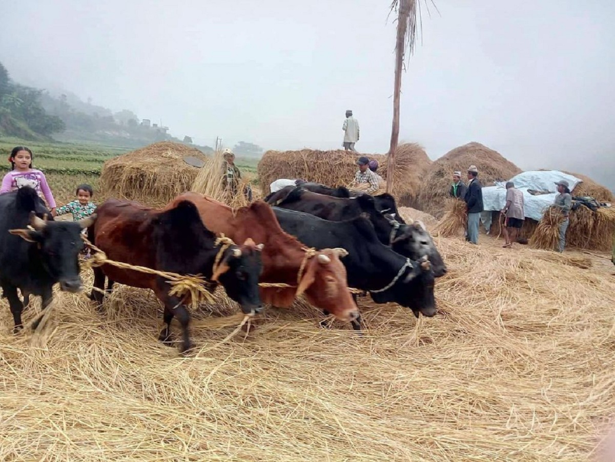 गोरु घुमाएर दाइँ गर्ने परम्परा लोप हुँदै