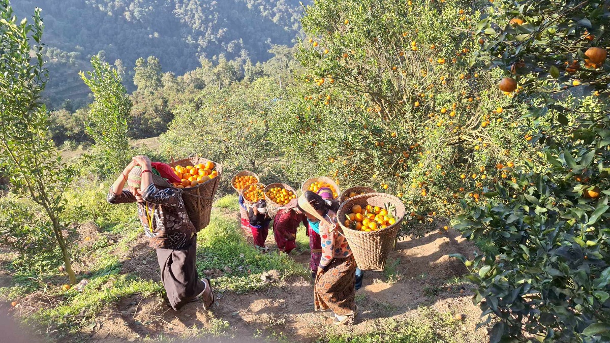 विश्वबहादुरको एउटै बगानमा फल्यो ७५ लाखको सुन्तला
