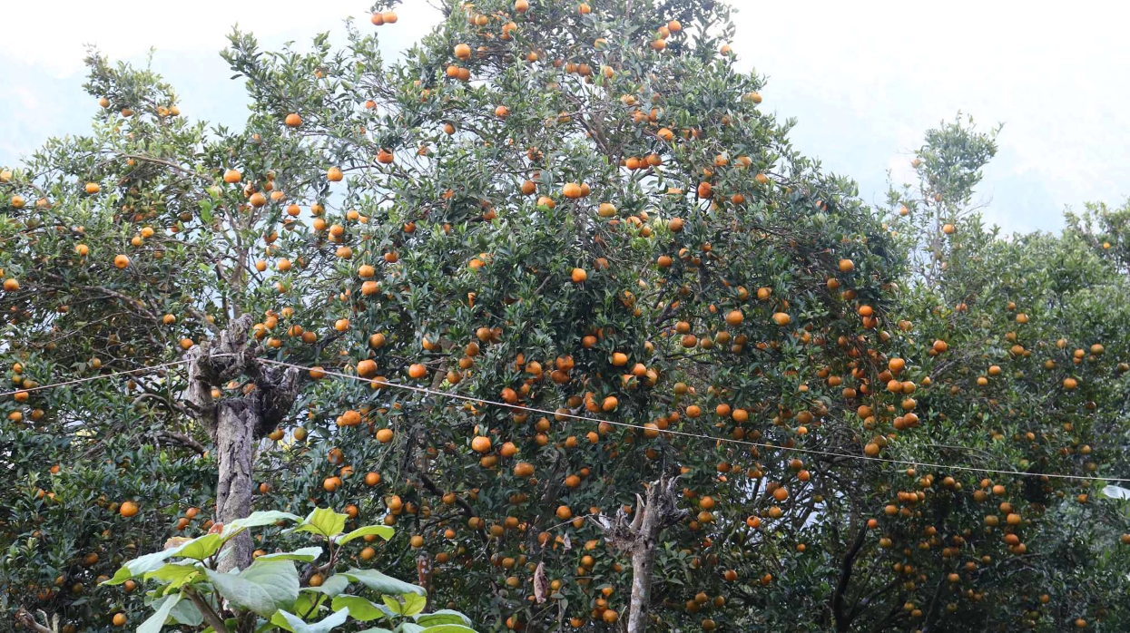 एउटै वडामा तीन करोडको सुन्तला उत्पादन