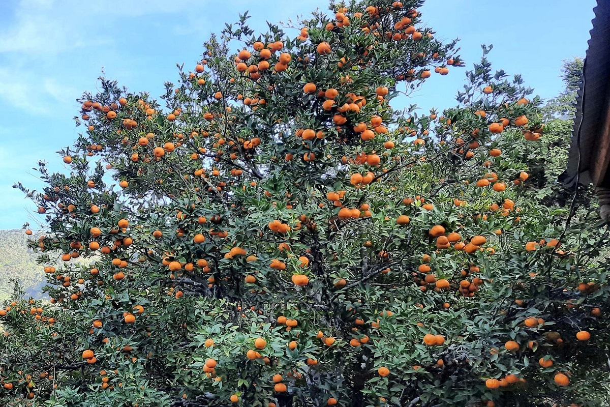 औँशा कीराको सङ्क्रमणले सुन्तला उत्पादनमा कमी