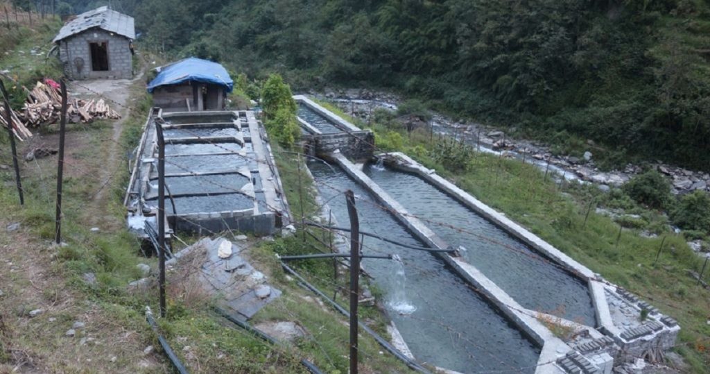 बढ्दो लागतले चुनौतीपूर्ण बन्दै माछापालन व्यवसाय