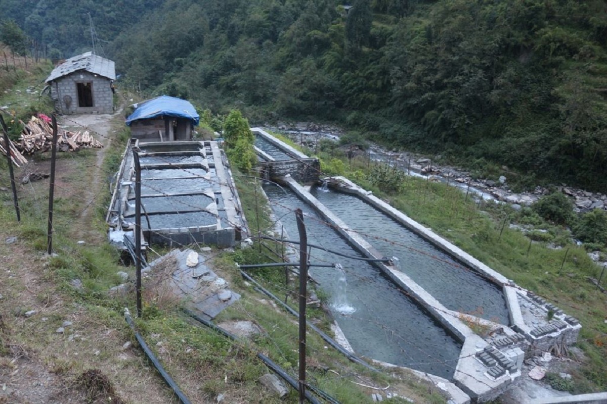 सामूहिक माछापालनका कृषकहरू भन्छन् ‘विदेशमा भन्दा नेपालमै फाइदा’
