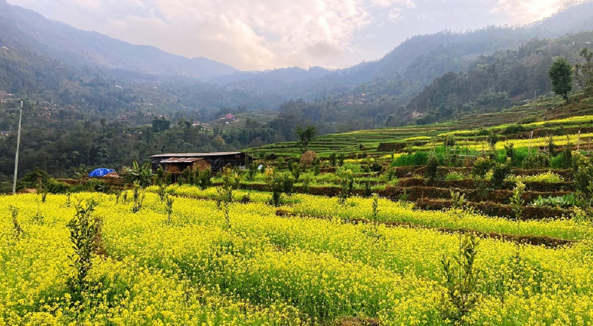 तोरी खेतीप्रति किसानको आकर्षण बढ्दो