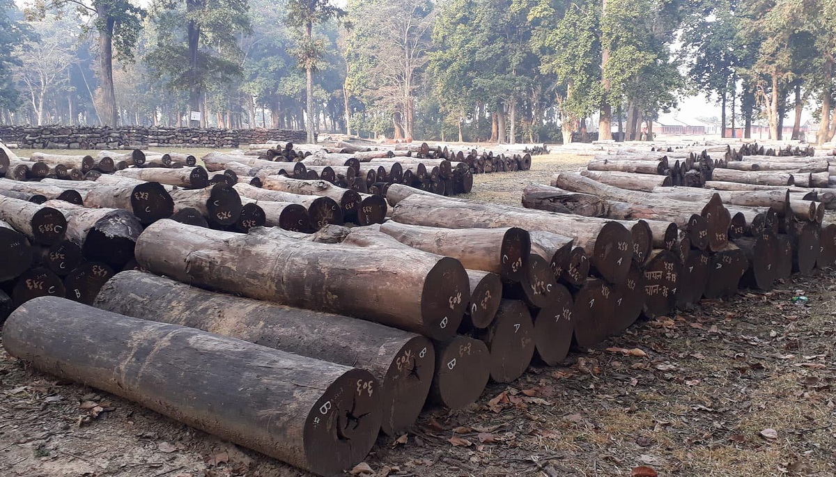 मुद्दा फैसलामा ढिलाइ हुँदा बहुमूल्य काठ धोत्रिदै