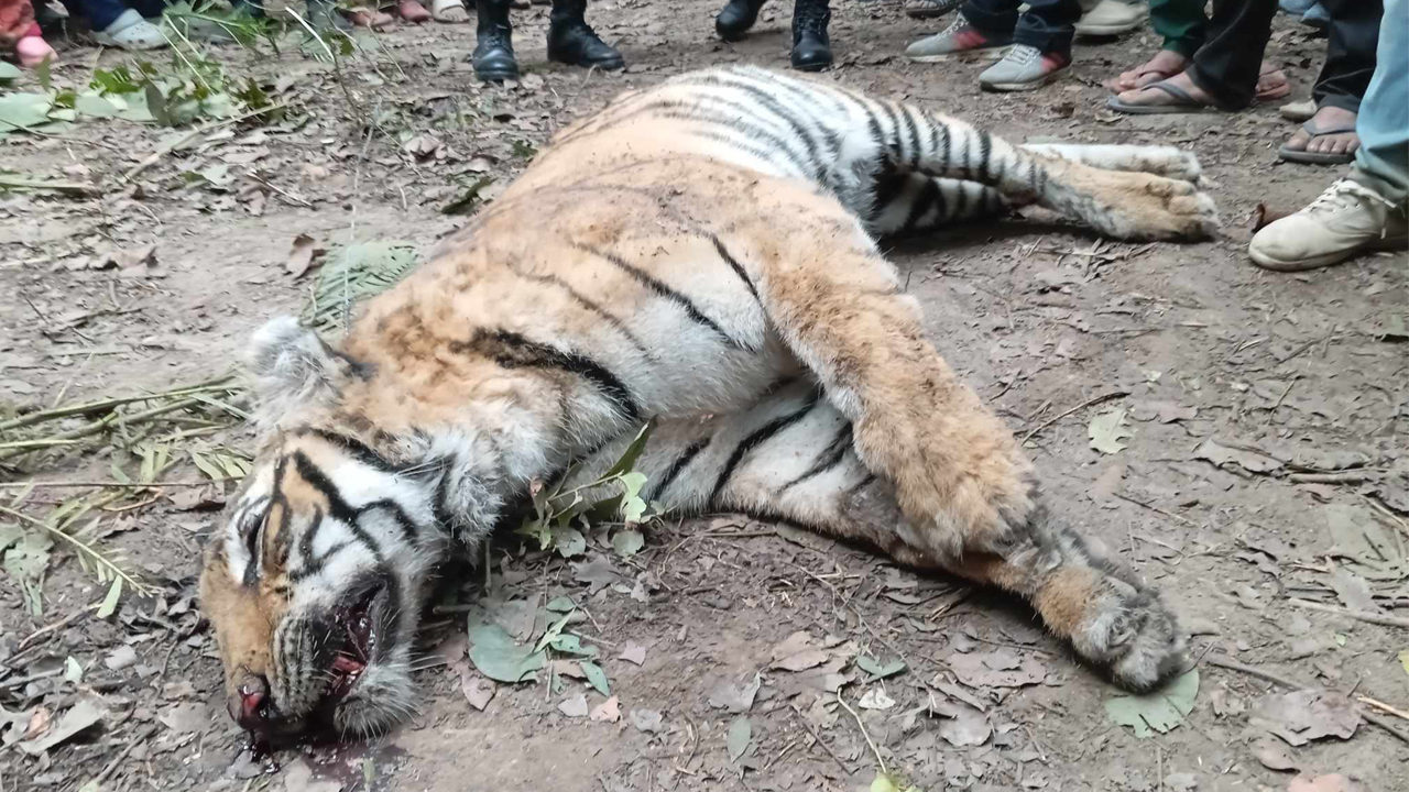 एक वर्षमा छ वटा पाटेबाघ मरे