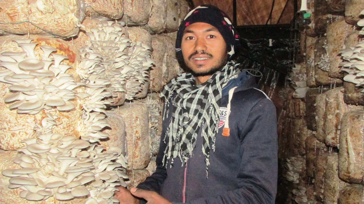 यिनै हुन् अष्ट्रेलियाको भिसा रद्द गरी च्याउ खेतीमा लागेका वीरबहादुर