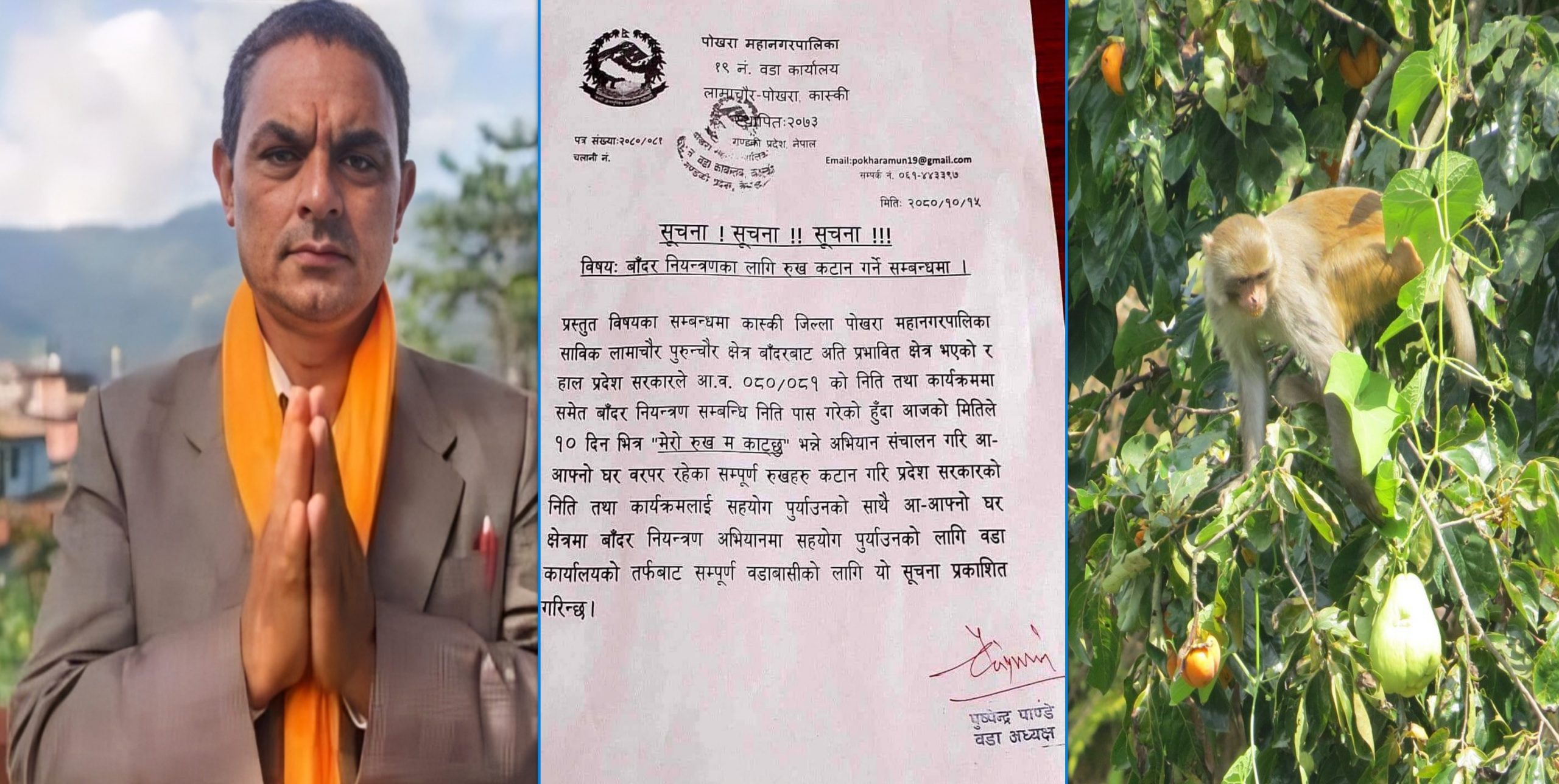 पालिकाले नै बाँदर नियन्त्रण गर्न ‘मेरो रुख म काट्छु’ अभियान सञ्चालन गर्नू भनेपछि…