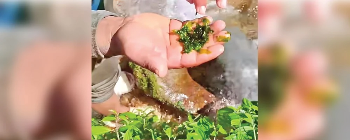 कस्तो हो दरबारमा खाइने लेउ ? जो लोप हुँदैछ