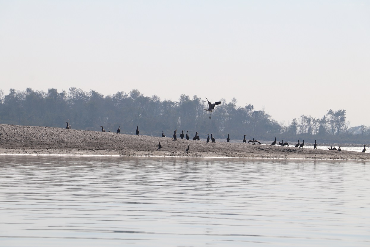 नारायणी नदी क्षेत्रमा ४१ प्रजातिका चरा भेटिए