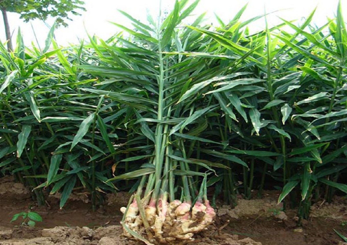 अदुवा खेती गर्न थालेपछि बाँदर हराउँदै