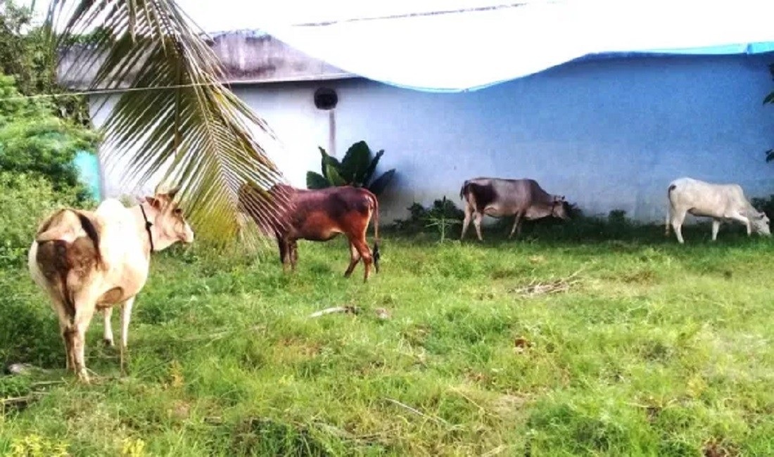 धनगढीमा छाडा चौपायाबाट बाली जोगाउन सकस