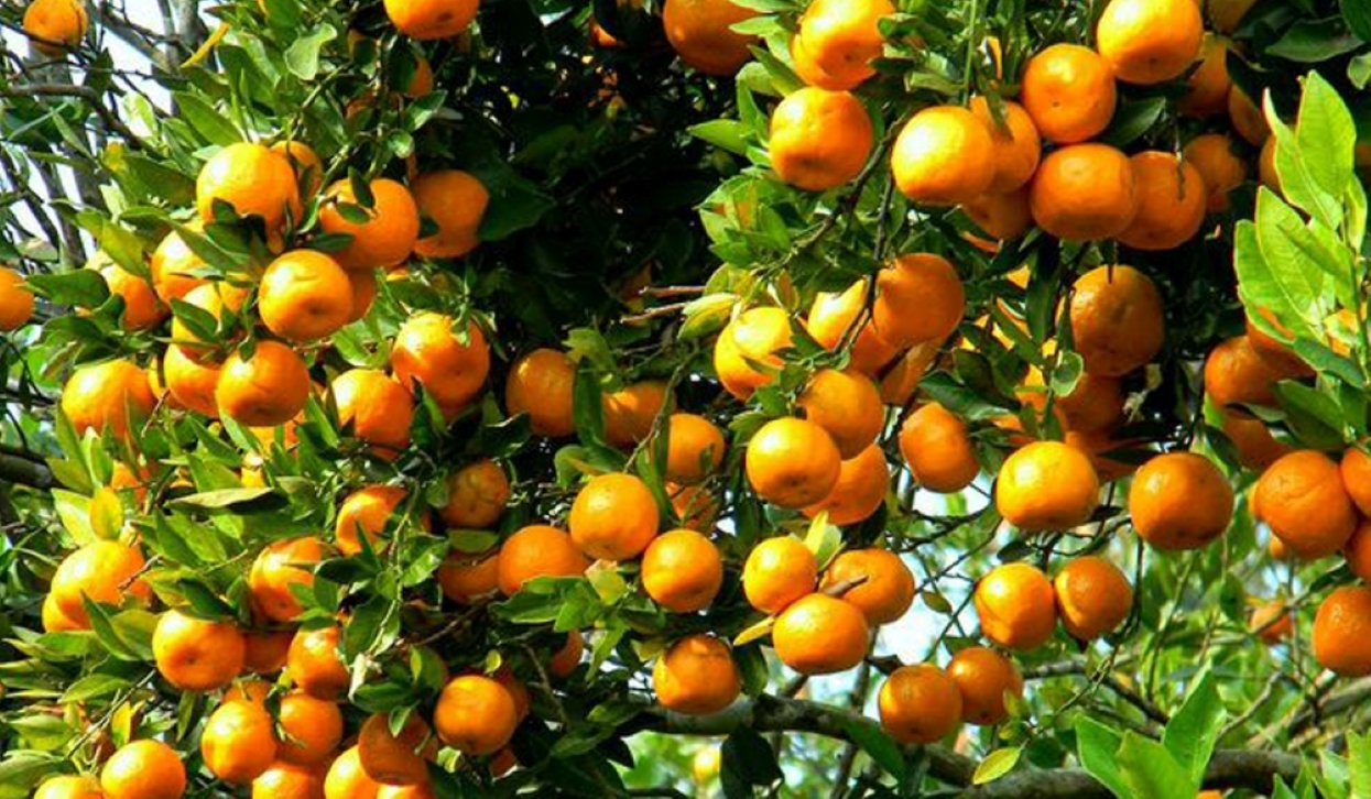 सुन्तलालाई राष्ट्रिय फल घोषणा गर्ने तयारी
