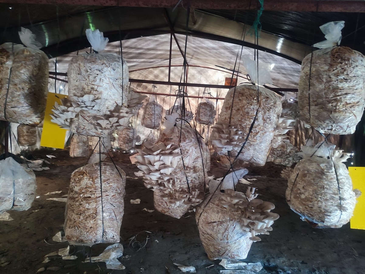 विद्यालयमा प्रयोगात्मक अभ्यासका लागि ‘च्याउ खेती’