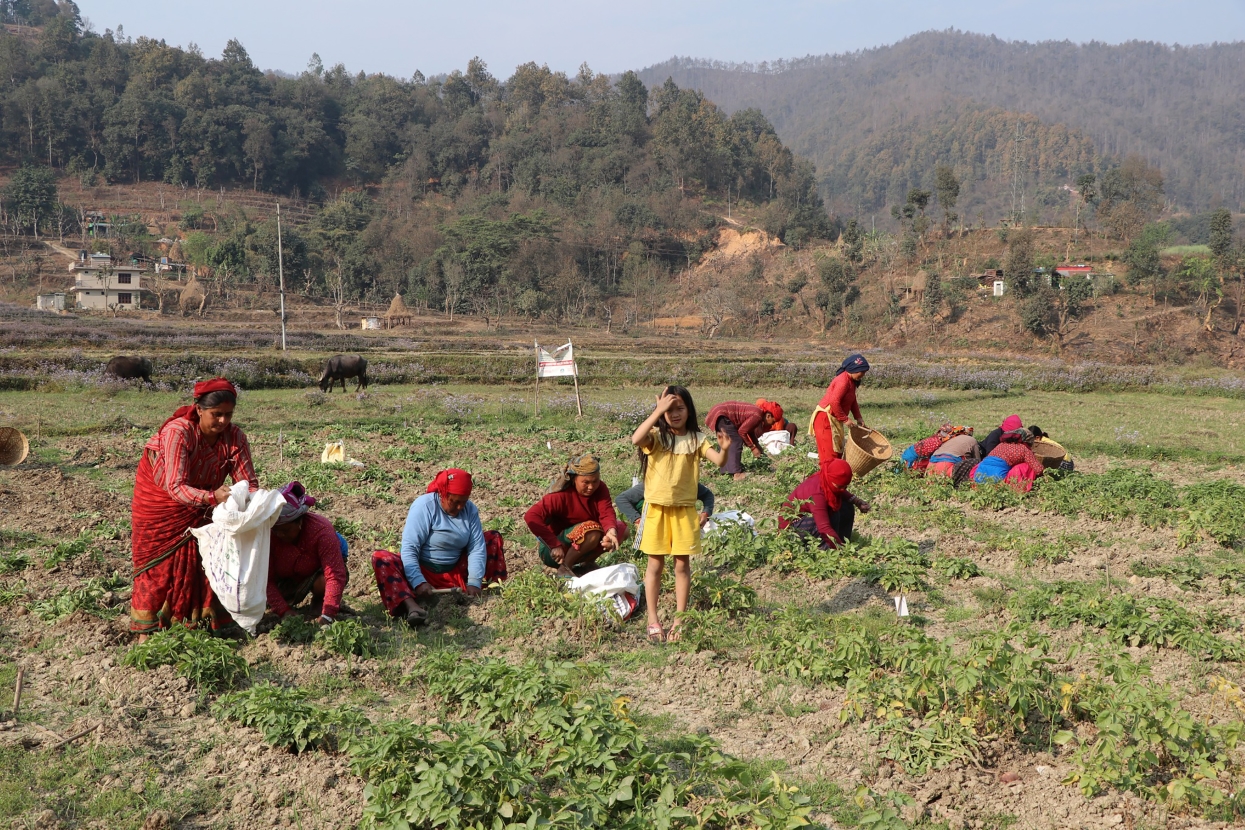 तनहुँको बिरुवामा चिस्यान केन्द्र सञ्चालन, आलु भण्डारणमा सहज