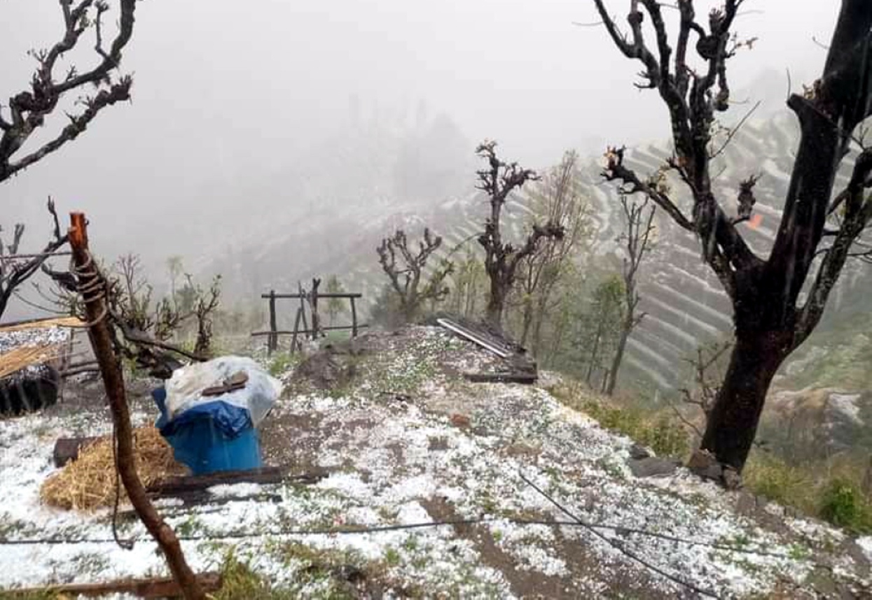 असिना पानीले मकै, फलफूल तथा तरकारी बालीमा क्षति
