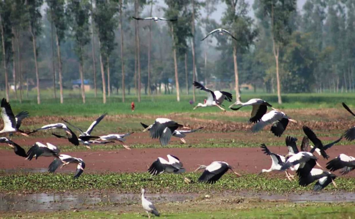 संरक्षणको पर्खाइमा चराको स्वर्ग पुरैनी ताल !